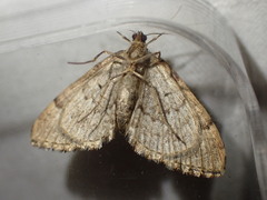 Lampropteryx suffumata