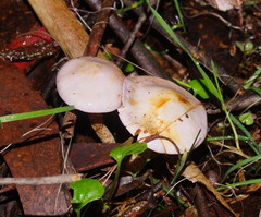 Phlegmacium lavendulense