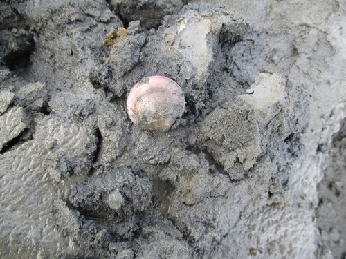 Cyclina sinensis