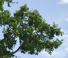 Erythrophleum chlorostachys
