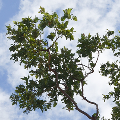 Corymbia confertiflora