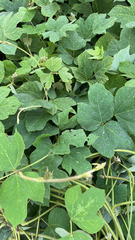 Pueraria montana