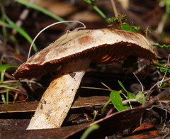 Phlegmacium lavendulense