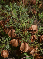 Dodonaea physocarpa