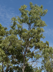 Eucalyptus leptophleba
