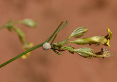 Goodenia armitiana