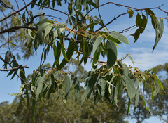 Eucalyptus tetrodonta