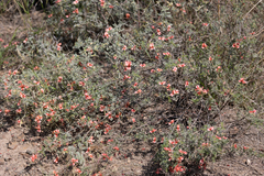 Indigofera heterotricha