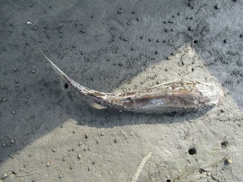 Arius maculatus