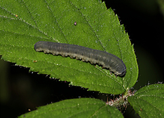 Macrophya annulata