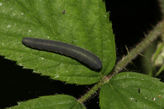 Macrophya annulata