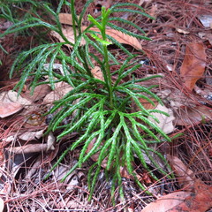 Diphasiastrum thyoides