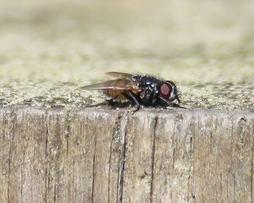 Fave Fly Face fly from Saltwells NNR, Dudley, UK on May 7, 2022 at 10:21 AM by ...