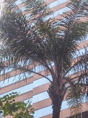 Arecaceae