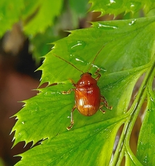 Rhyparida