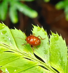 Rhyparida