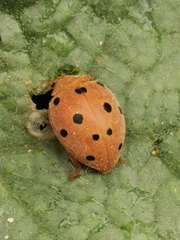 Henosepilachna argus