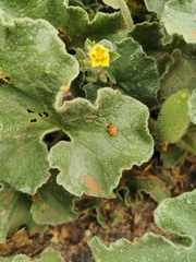 Henosepilachna argus