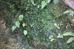 Marchantia emarginata