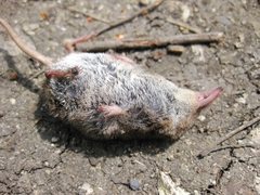 Sorex volnuchini