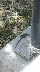 Podarcis siculus
