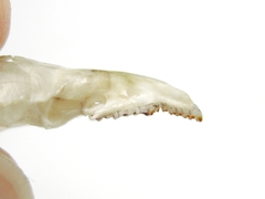 Sorex volnuchini