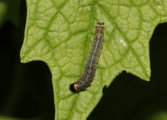 Tortrix viridana