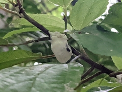Okiscarta uchidae