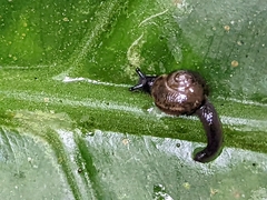 Ovachlamys
