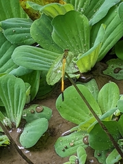 Ceriagrion fallax fallax