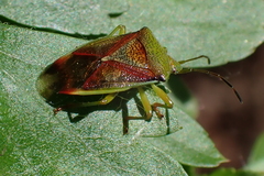 Elasmostethus interstinctus