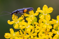 Oedemera rufofemorata