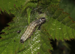 Tortrix viridana