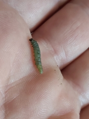 Tortrix viridana