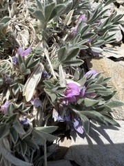 Astragalus tridactylicus
