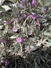 Astragalus tridactylicus