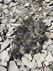Astragalus tridactylicus