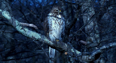 Buteo lineatus lineatus