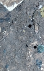 Galumnidae