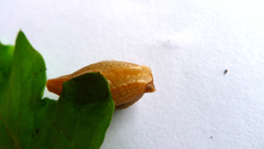 Helicarionidae