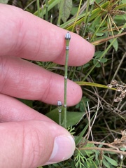 Equisetum variegatum variegatum