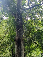 Freycinetia formosana