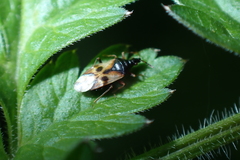 Anthocoris nemorum