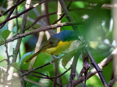 Telophorus nigrifrons