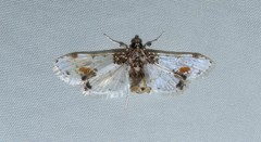 Leucinodes