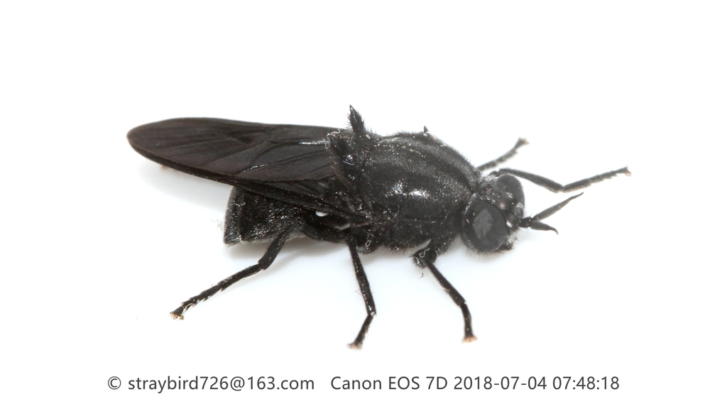 Clitellaria bergeri