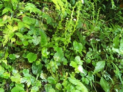 Trigonotis formosana elevatovenosa