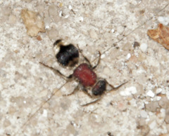 Mimecomutilla renominanda