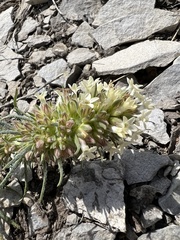 Ipomopsis spicata spicata