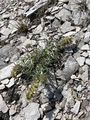 Ipomopsis spicata spicata